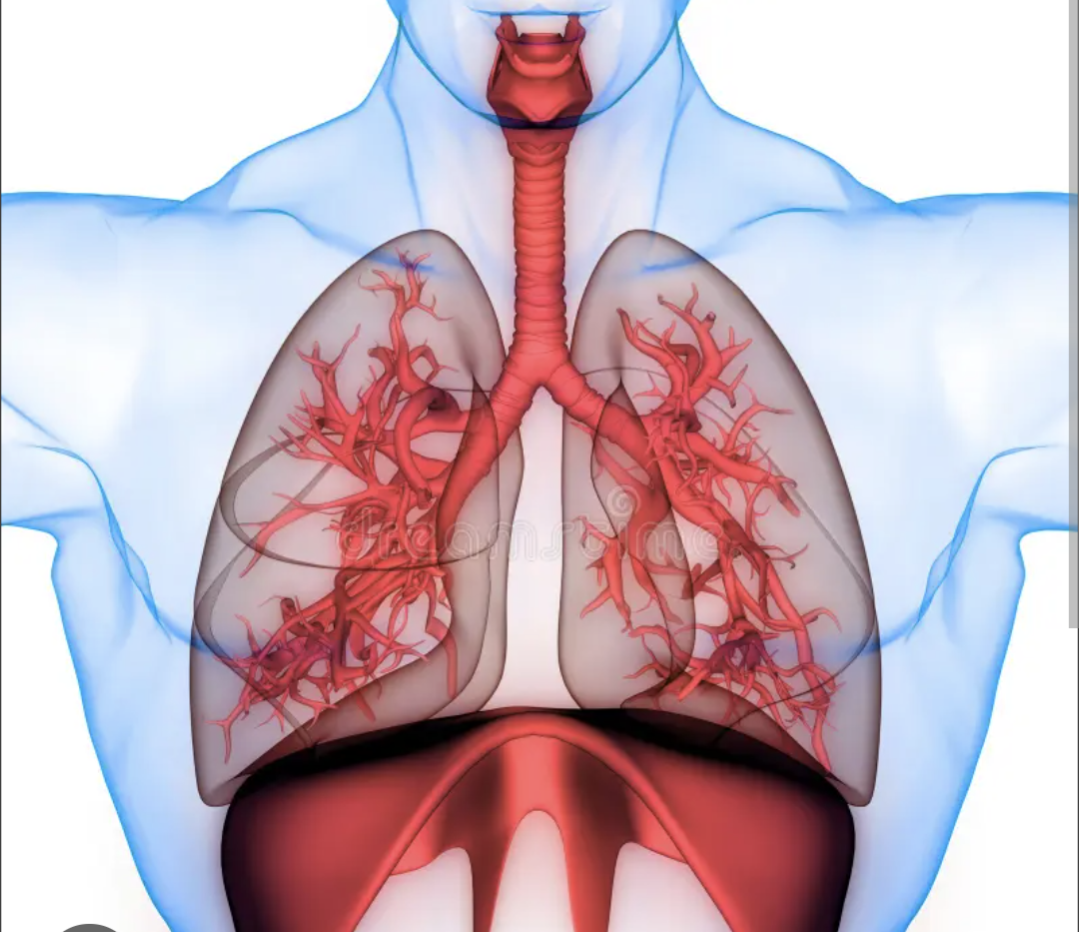 Release lungs tension.       Let the breath rise